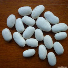 大連白蕓豆的特色與相關(guān)信息解析