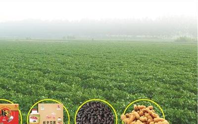 天津薊州區(qū)開展特色食品和農(nóng)副產(chǎn)品專項檢查，嚴守法規(guī)保障食品安全